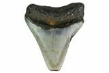 Bargain, Megalodon Tooth - North Carolina #152819-1